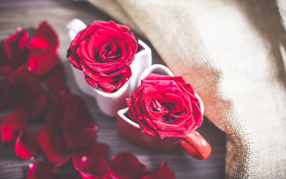 点击大图看下一张：鲜艳唯美的红玫瑰桌面壁纸