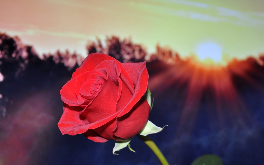 点击大图看下一张：鲜艳唯美的红玫瑰桌面壁纸