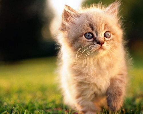 点击大图看下一张：温和聪明的小猫图片