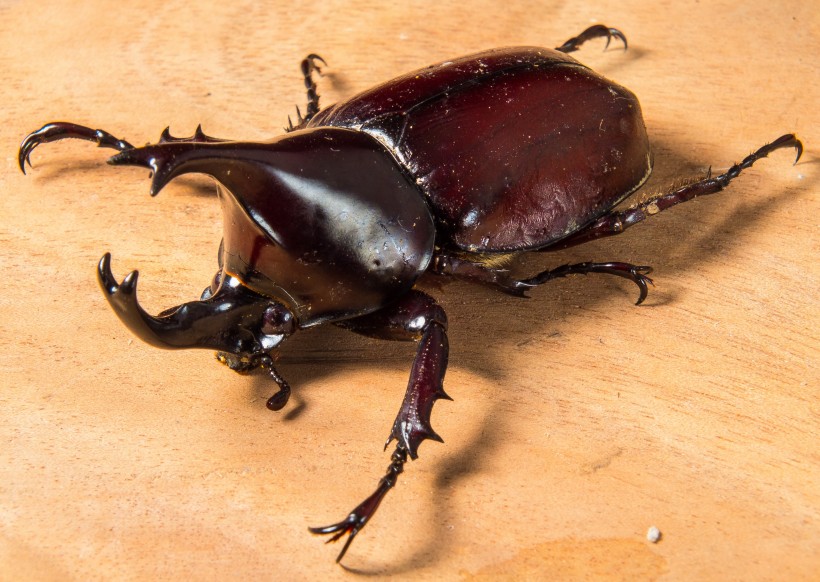 点击大图看下一张：力大无比的犀牛甲虫图片
