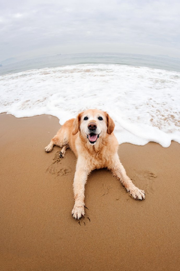 点击大图看下一张：一组在海边玩耍的金毛狗狗