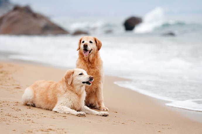 点击大图看下一张：一组在海边玩耍的金毛狗狗