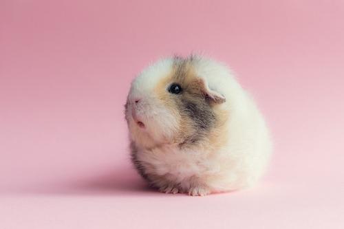 点击大图看下一张：一组呆萌可爱的豚鼠图片
