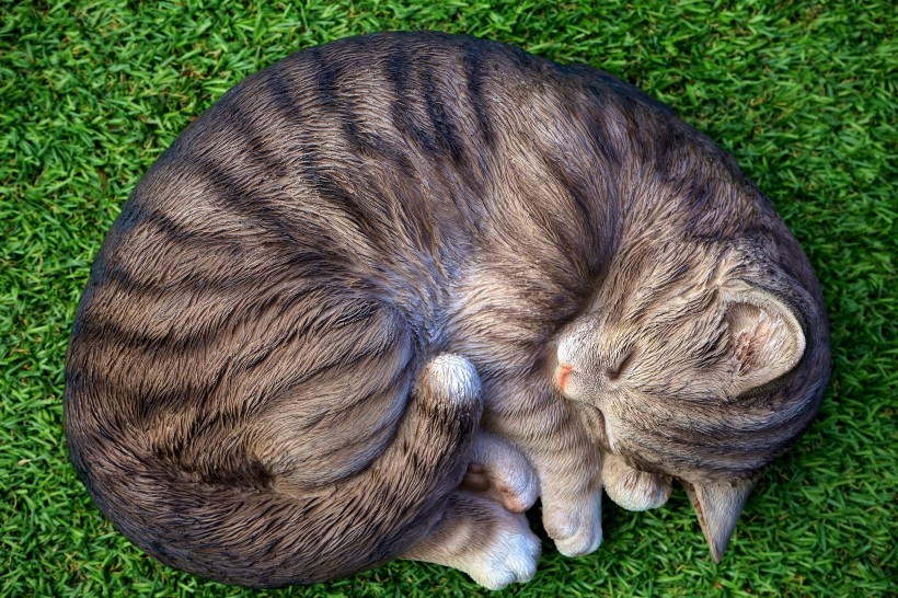 点击大图看下一张：正在睡觉的可爱小猫咪图片