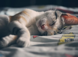 正在睡觉的可爱小猫咪图片