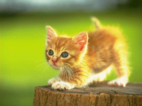 点击大图看下一张：淘气可爱小猫咪图片