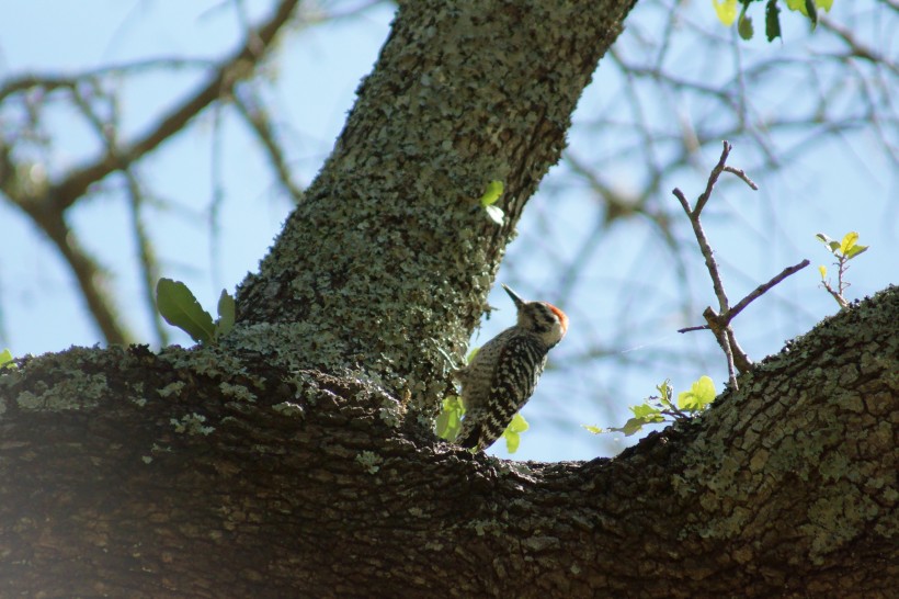点击大图看下一张：停在树上看风景的啄木鸟图片