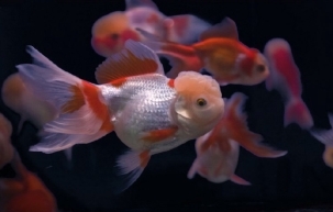 点击大图看下一张：身姿奇异的鱼缸里小金鱼图片