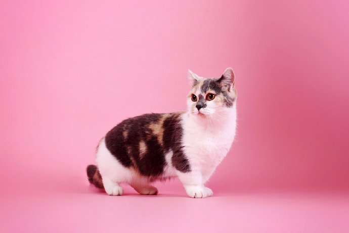 点击大图看下一张：一组小短腿可爱的小猫咪图片