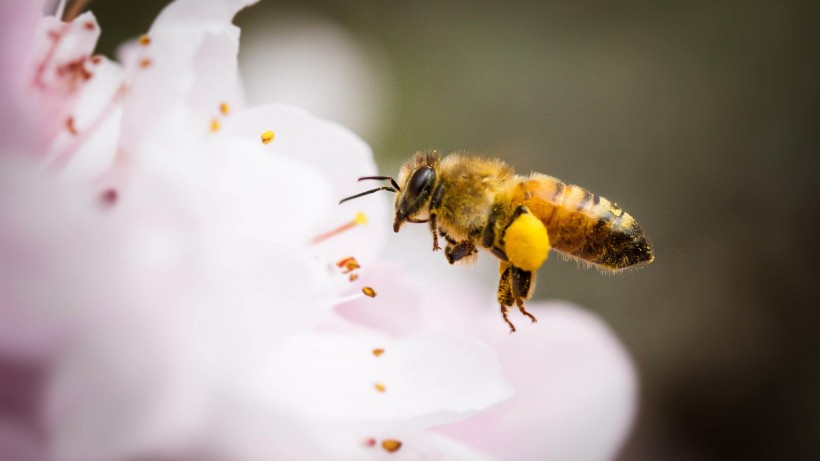 点击大图看下一张：真实蜜蜂采蜜高清图片