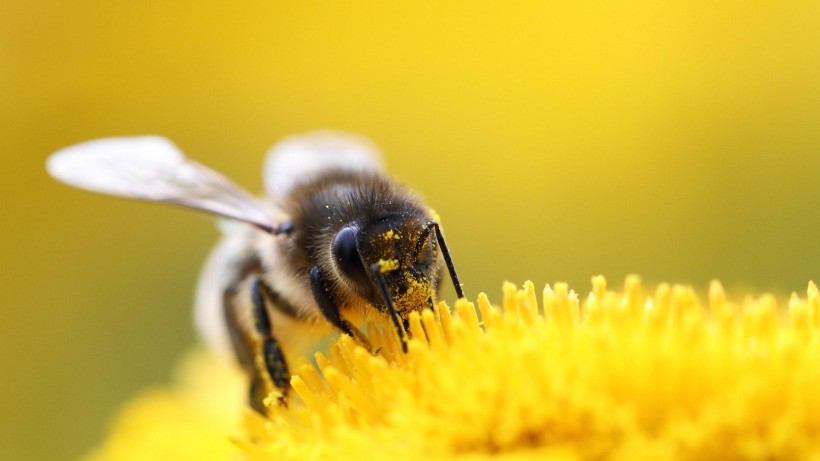 点击大图看下一张：真实蜜蜂采蜜高清图片