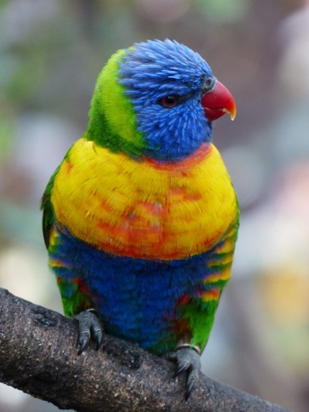 点击大图看下一张：羽毛彩色的鹦鹉图片