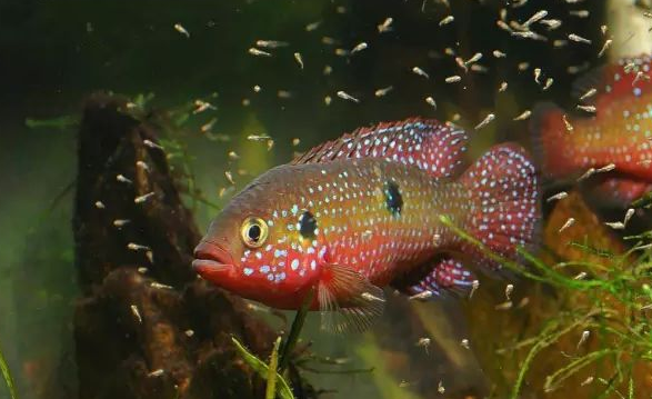 点击大图看下一张：红宝石热带观赏鱼图片