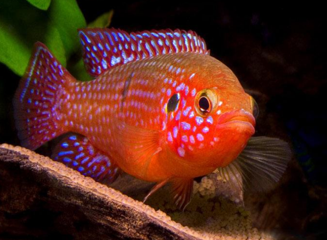 点击大图看下一张：一组珍贵的红宝石鱼图片