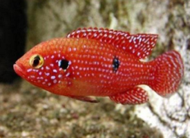 一组珍贵的红宝石鱼图片