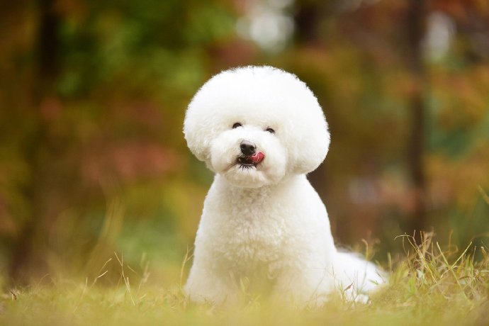 点击大图看下一张：一组纯白的可爱比熊狗狗图片