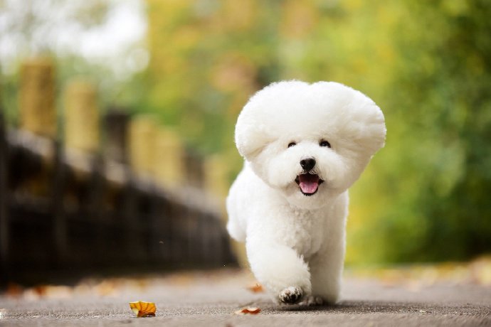 点击大图看下一张：一组纯白的可爱比熊狗狗图片