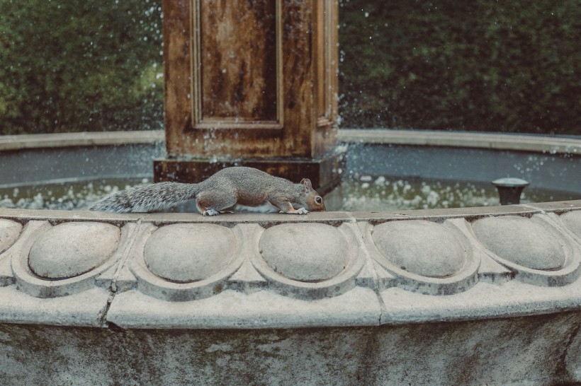 点击大图看下一张：喷泉石雕上的一只松鼠图片