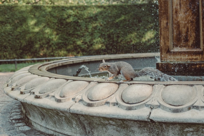 点击大图看下一张：喷泉石雕上的一只松鼠图片