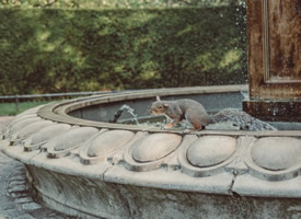 喷泉石雕上的一只松鼠图片