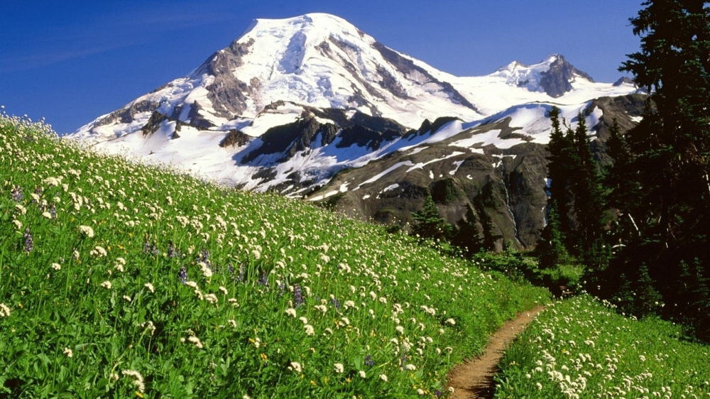 点击大图看下一张：雪山下唯美花海风景桌面壁纸