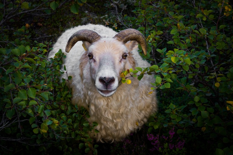 点击大图看下一张：特别温顺的绵羊图片