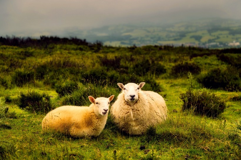 点击大图看下一张：特别温顺的绵羊图片