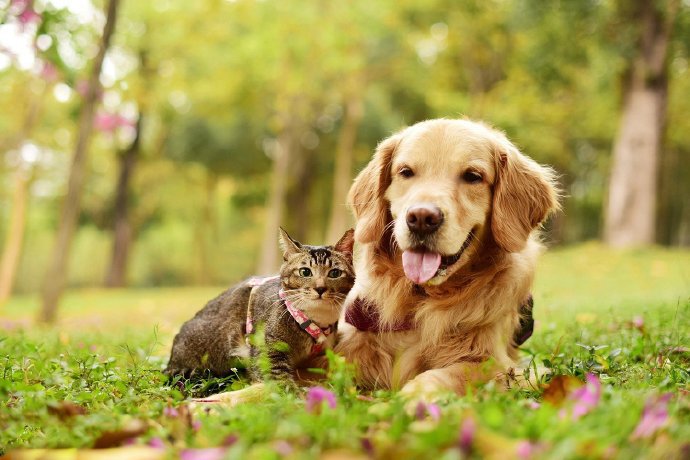 点击大图看下一张：金毛狗狗和小猫咪的和谐照片