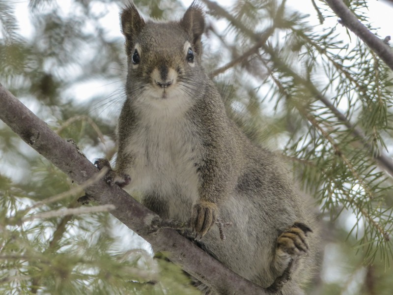点击大图看下一张：喜欢在树上玩耍的小松鼠图片