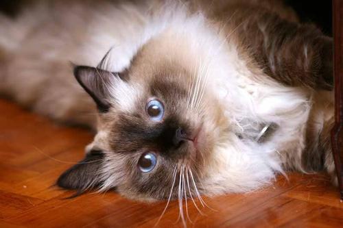 点击大图看下一张：与人友善的伯曼猫图片