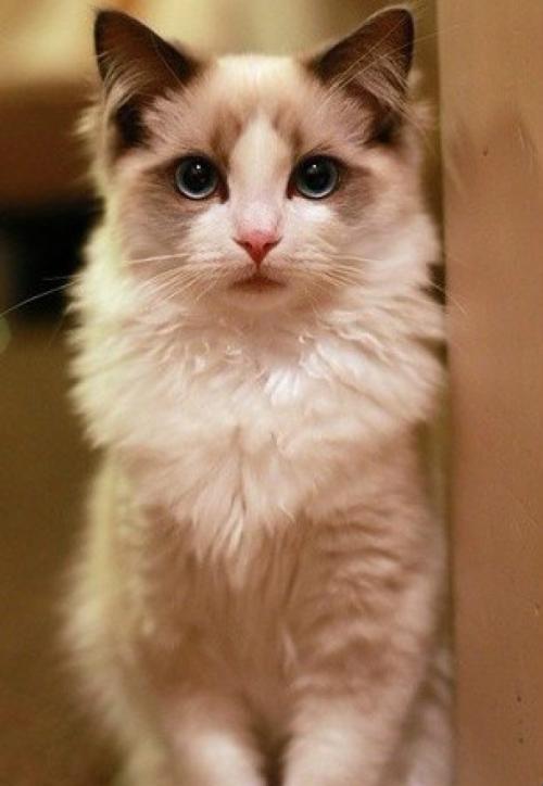 点击大图看下一张：与人友善的伯曼猫图片