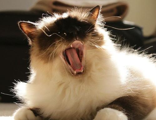 点击大图看下一张：毛茸茸的伯曼猫图片
