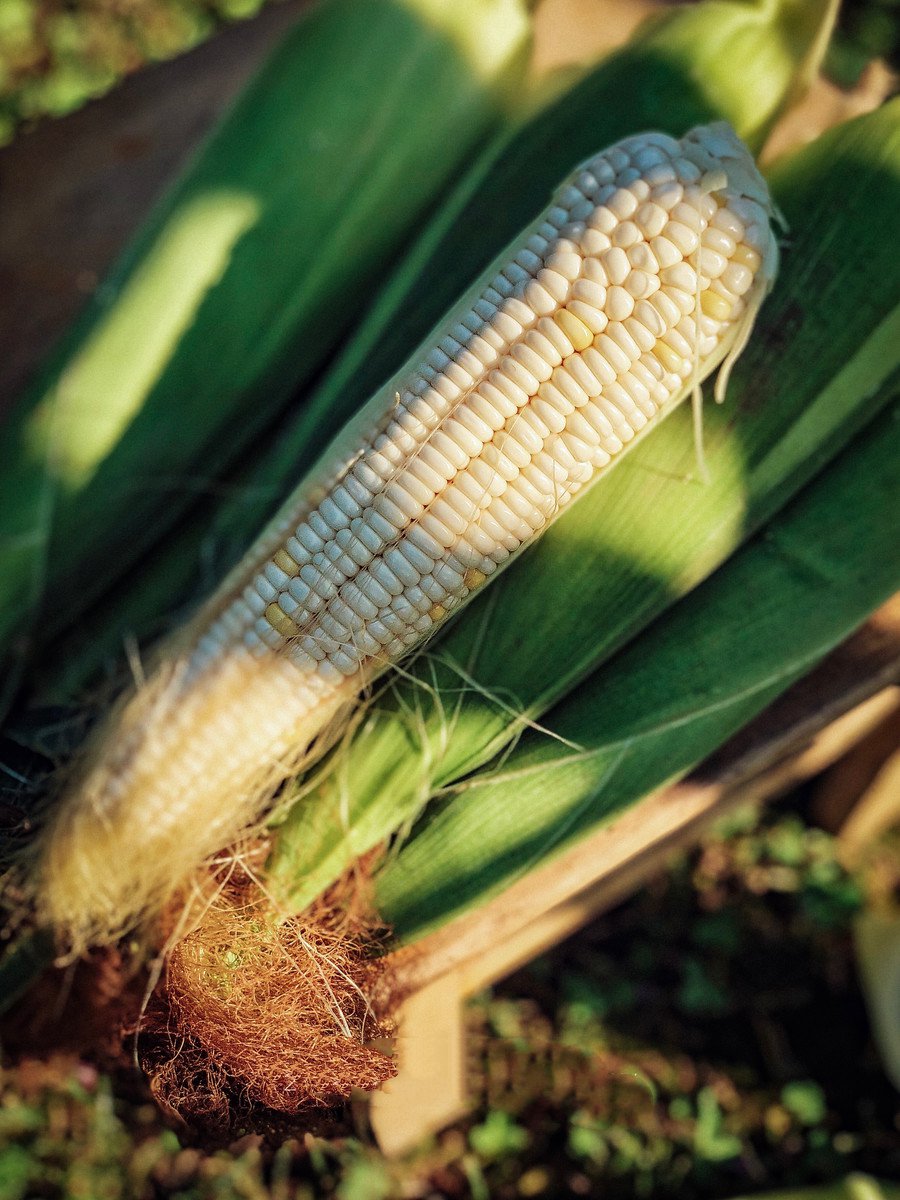 点击大图看下一张：饱满颗粒的玉米田园素材图片
