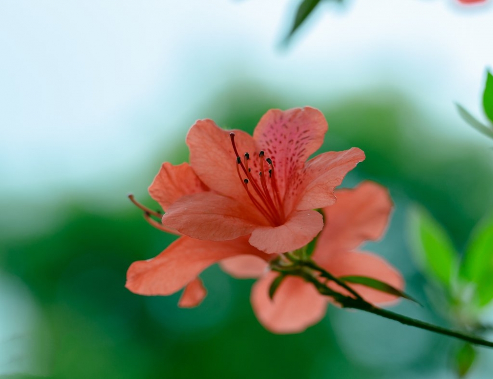 点击大图看下一张：春季花卉杜鹃花图片欣赏
