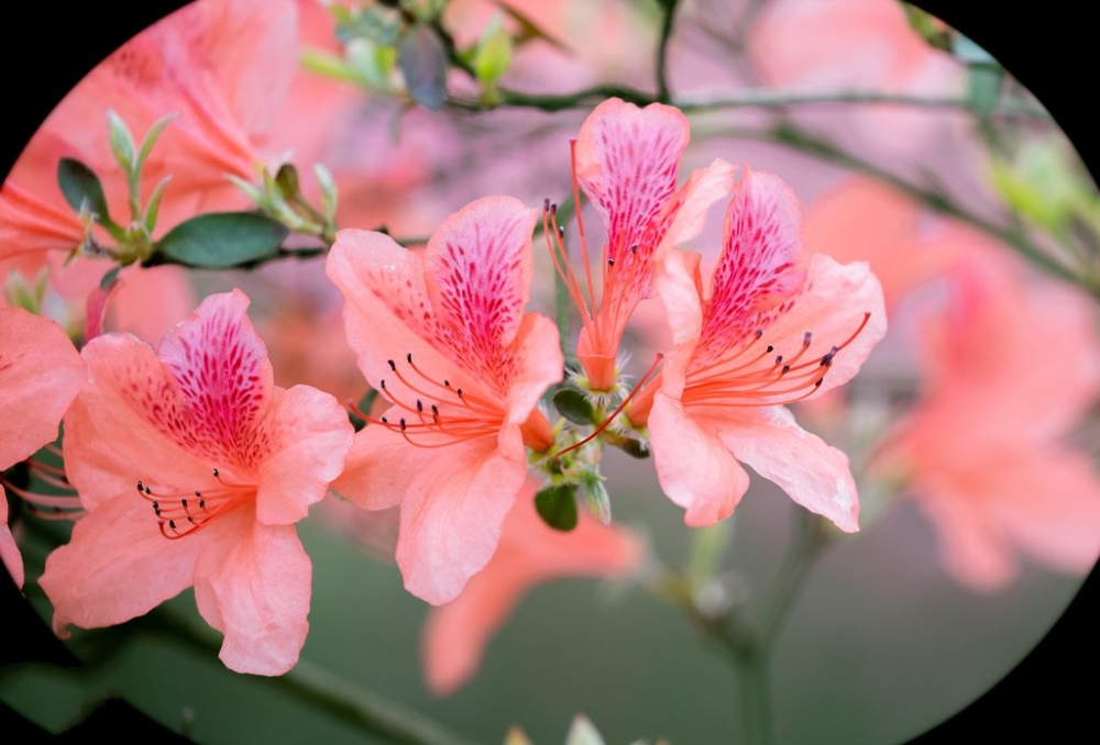 点击大图看下一张：春季花卉杜鹃花图片欣赏