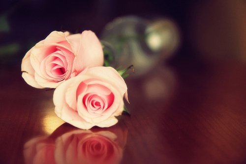 点击大图看下一张：浪漫的玫瑰花图片