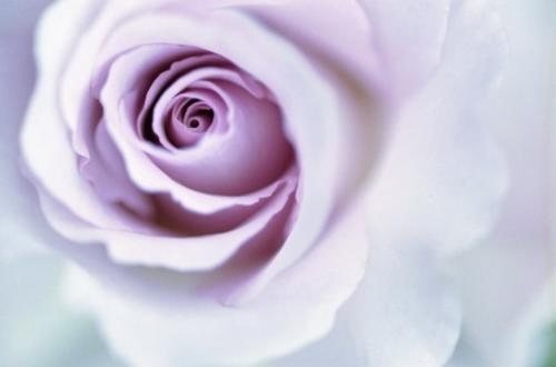 点击大图看下一张：浪漫的玫瑰花图片