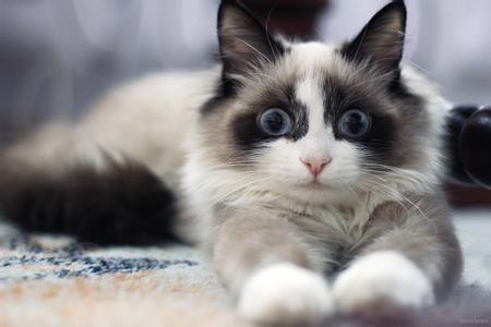点击大图看下一张：一组可爱的伯曼猫图片