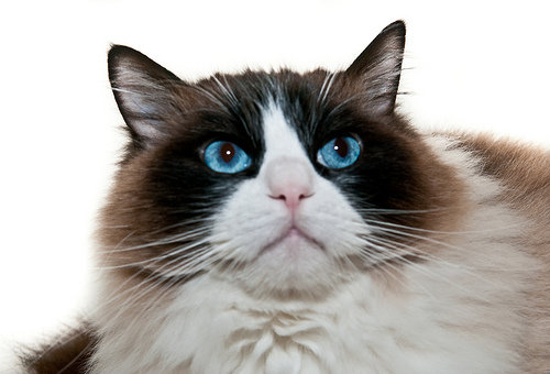 点击大图看下一张：乖巧可爱的伯曼猫图片