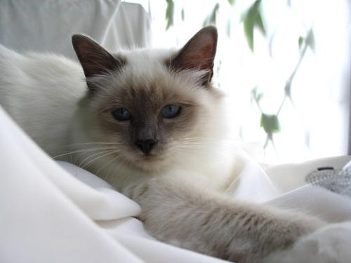 点击大图看下一张：乖巧可爱的伯曼猫图片