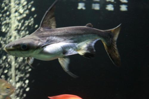 点击大图看下一张：体型强悍的成吉思汗鱼图片