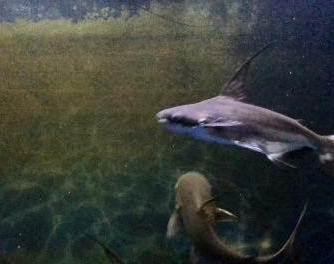点击大图看下一张：凶猛的成吉思汗鱼图片