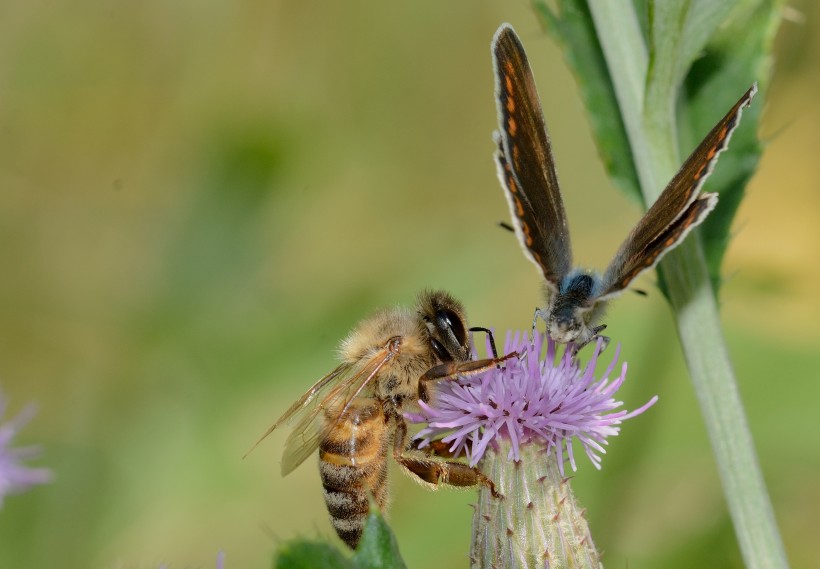 点击大图看下一张：花丛中采蜜的小蜜蜂图片