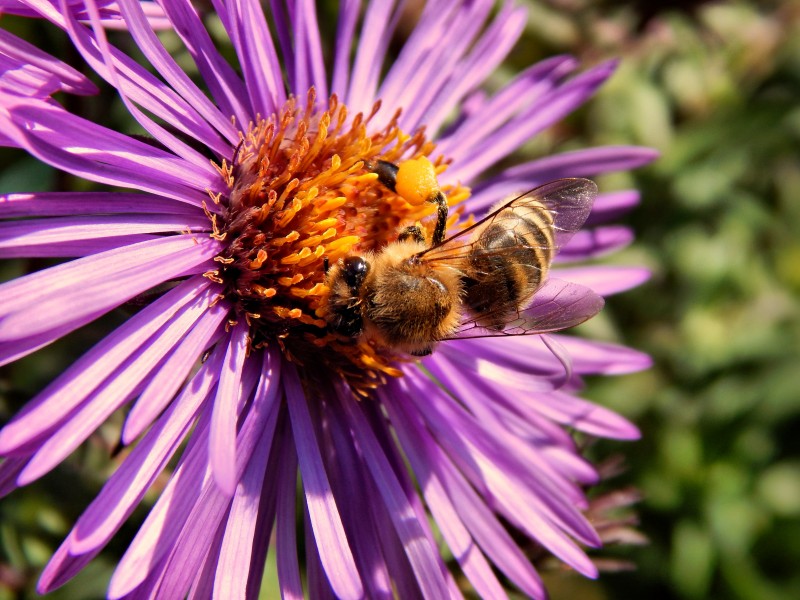 点击大图看下一张：花丛中采蜜的小蜜蜂图片