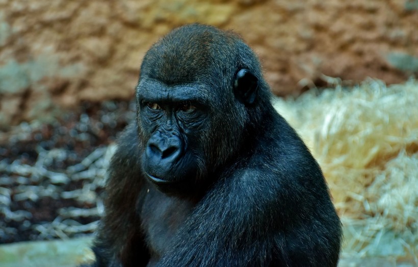 点击大图看下一张：可爱有趣的黑猩猩图片