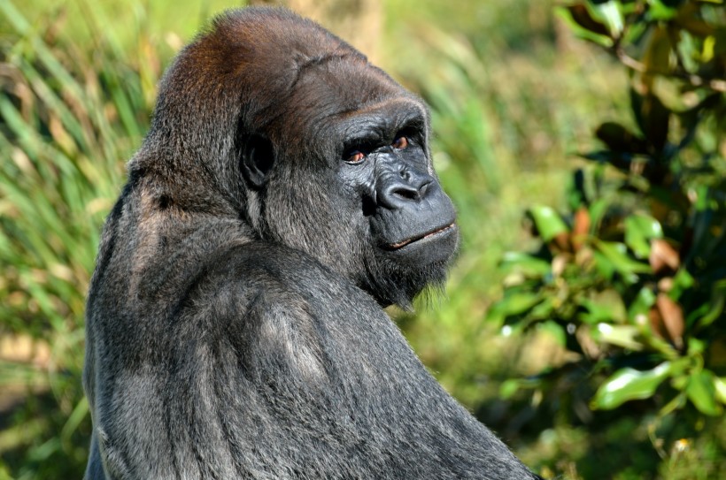 点击大图看下一张：可爱有趣的黑猩猩图片