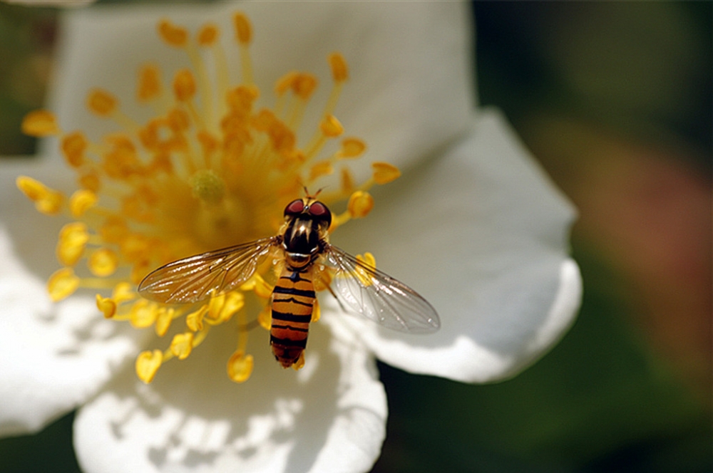 点击大图看下一张：金樱子花香招蜂引蝶真实照片