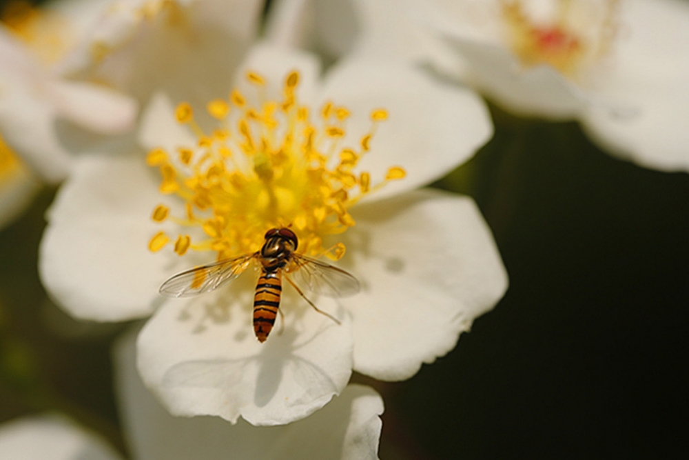 点击大图看下一张：金樱子花香招蜂引蝶真实照片