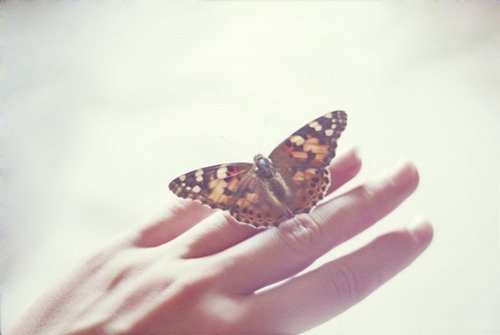 点击大图看下一张：凄美感觉的蝴蝶意境图片