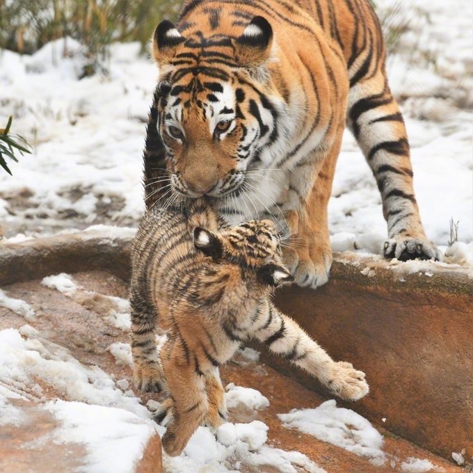 点击大图看下一张：虎妈叼小老虎的可爱图片